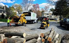 Best Stump Grinding and Removal  in Occidental, CA