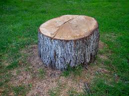 Best Tree Fertilization  in Occidental, CA
