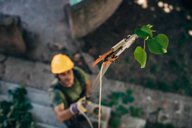 Best Tree and Shrub Care  in Occidental, CA