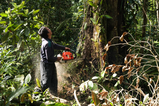 Best Leaf Removal  in Occidental, CA