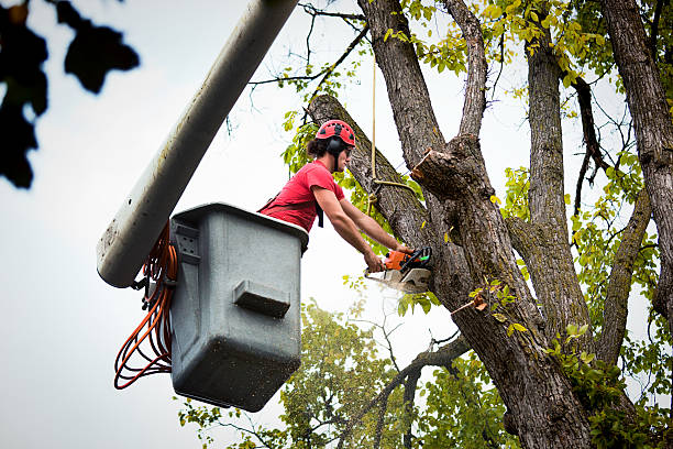 Best Tree Risk Assessment  in Occidental, CA