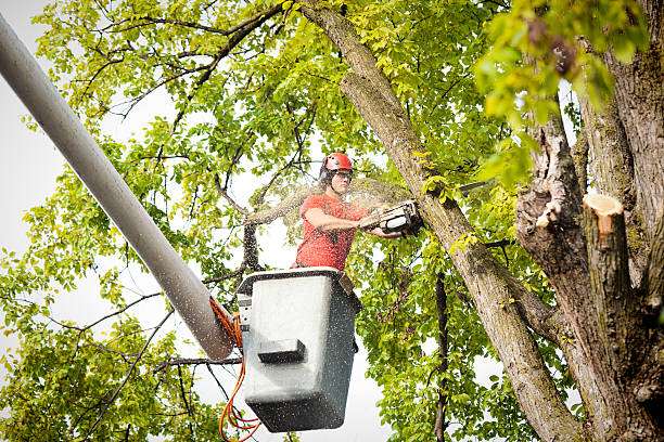  Occidental, CA Tree Removal Pros