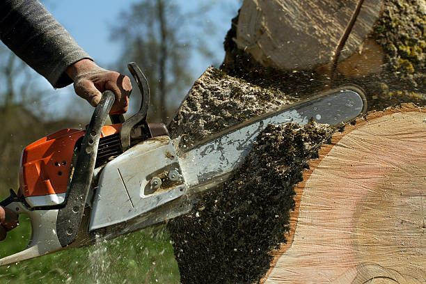 Best Aeration Services  in Occidental, CA